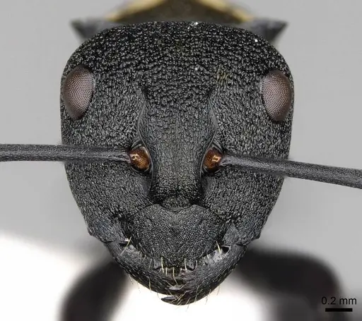 Polyrhachis ornata specimen CASENT0281422 image casent0281422_2