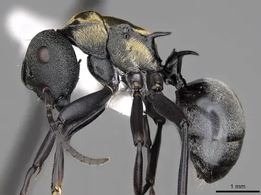 Polyrhachis ornata specimen CASENT0281422 image casent0281422_3