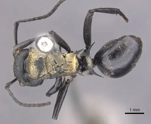Polyrhachis ornata specimen CASENT0905573 image casent0905573_1