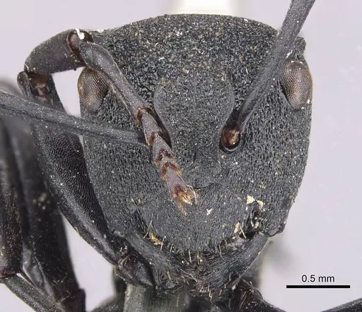 Polyrhachis ornata specimen CASENT0905573 image casent0905573_2