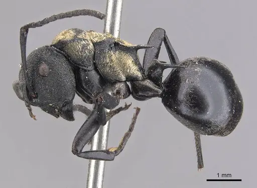 Polyrhachis ornata specimen CASENT0905573 image casent0905573_3