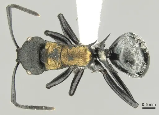 Polyrhachis ornata specimen CASENT0906597 image casent0906597_1