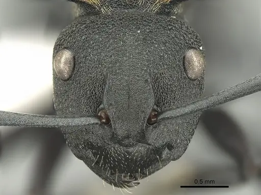Polyrhachis ornata specimen CASENT0906597 image casent0906597_2