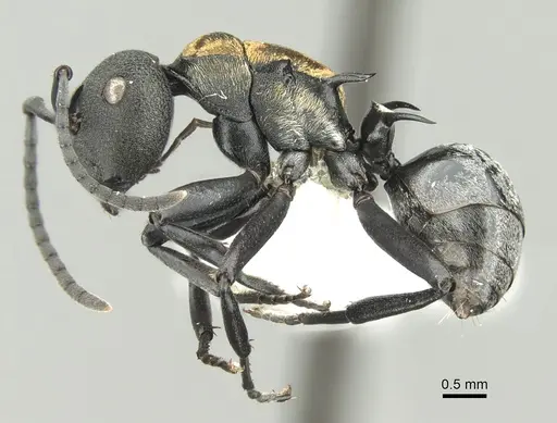 Polyrhachis ornata specimen CASENT0906597 image casent0906597_3