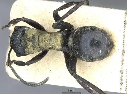 Polyrhachis ornata specimen CASENT0910840 image casent0910840_1
