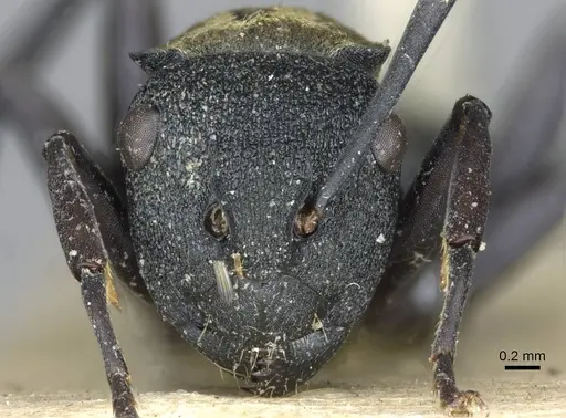 Polyrhachis ornata specimen CASENT0910840 image casent0910840_2