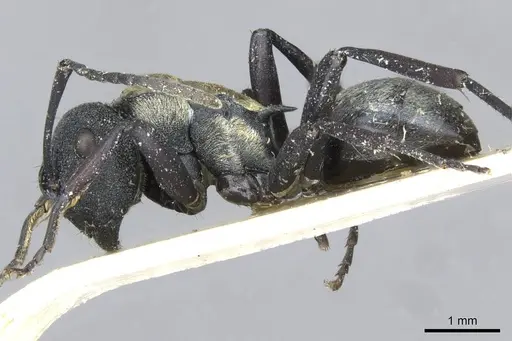Polyrhachis ornata specimen CASENT0910840 image casent0910840_3