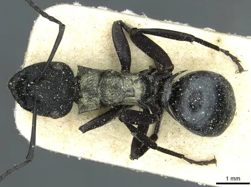 Polyrhachis ornata specimen CASENT0912114 image casent0912114_1