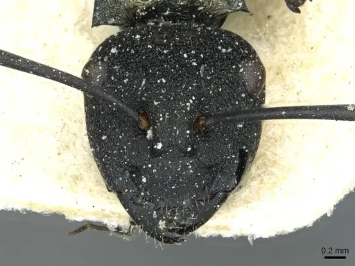 Polyrhachis ornata specimen CASENT0912114 image casent0912114_2