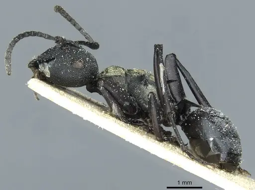 Polyrhachis ornata specimen CASENT0912114 image casent0912114_3