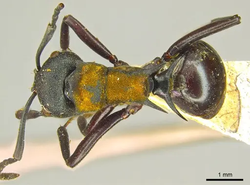 Polyrhachis ornata specimen CASENT0915617 image casent0915617_1