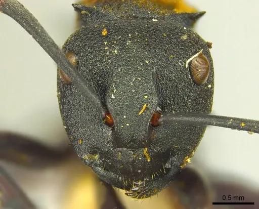 Polyrhachis ornata specimen CASENT0915617 image casent0915617_2