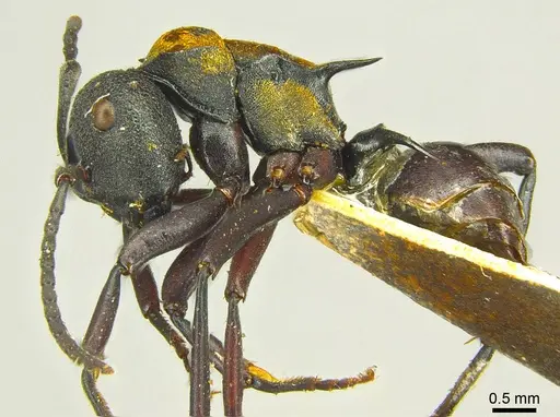 Polyrhachis ornata specimen CASENT0915617 image casent0915617_3
