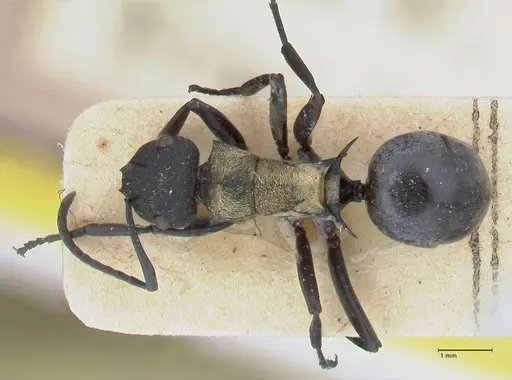 Polyrhachis ornata specimen FOCOL2933 image focol2933_1