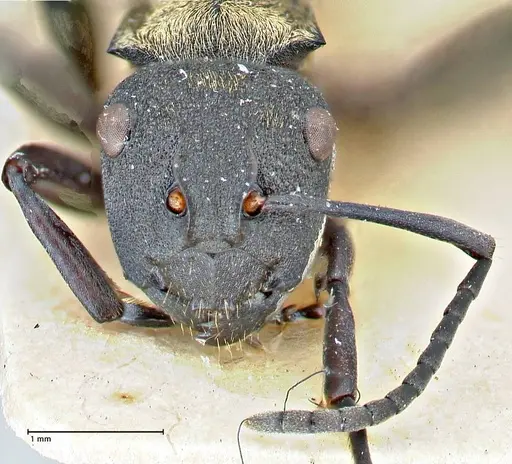 Polyrhachis ornata specimen FOCOL2933 image focol2933_2