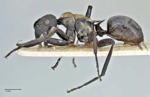 Polyrhachis ornata specimen FOCOL2933 image focol2933_3