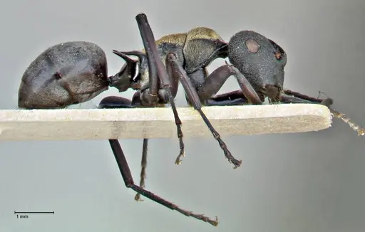 Polyrhachis ornata specimen FOCOL2933 image focol2933_4