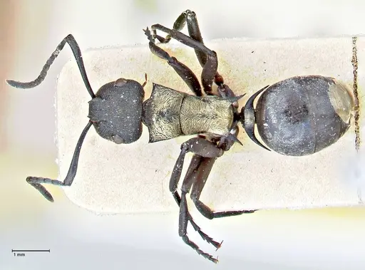 Polyrhachis ornata specimen FOCOL2934 image focol2934_1