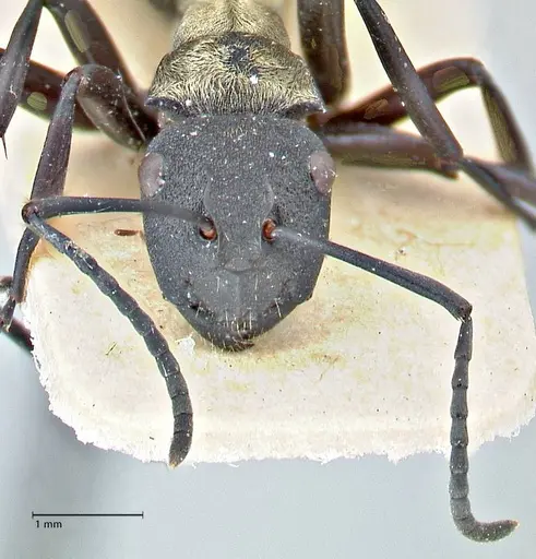 Polyrhachis ornata specimen FOCOL2934 image focol2934_2
