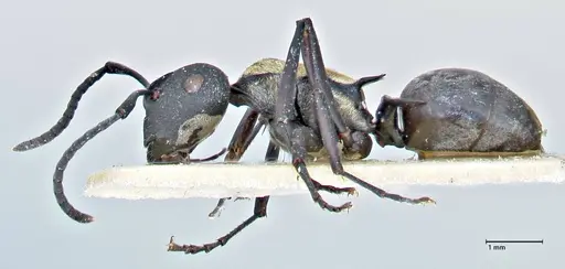 Polyrhachis ornata specimen FOCOL2934 image focol2934_3