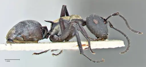 Polyrhachis ornata specimen FOCOL2934 image focol2934_4