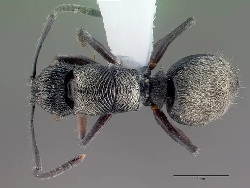 Polyrhachis orokana specimen CASENT0009239 image casent0009239_1