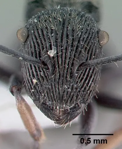 Polyrhachis orokana specimen CASENT0009239 image casent0009239_2