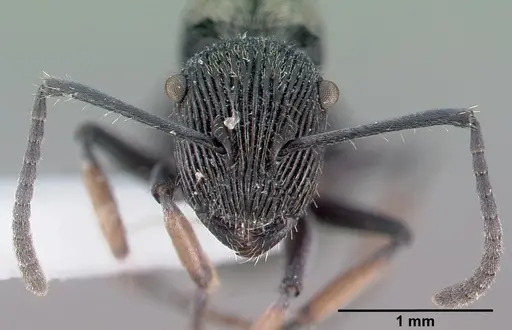 Polyrhachis orokana specimen CASENT0009239 image casent0009239_3