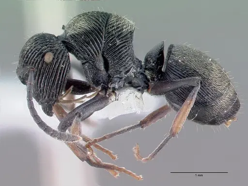 Polyrhachis orokana specimen CASENT0009239 image casent0009239_4