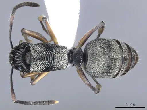 Polyrhachis orokana specimen CASENT0903320 image casent0903320_1