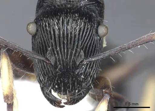 Polyrhachis orokana specimen CASENT0903320 image casent0903320_2