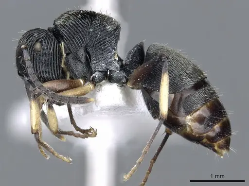 Polyrhachis orokana specimen CASENT0903320 image casent0903320_3