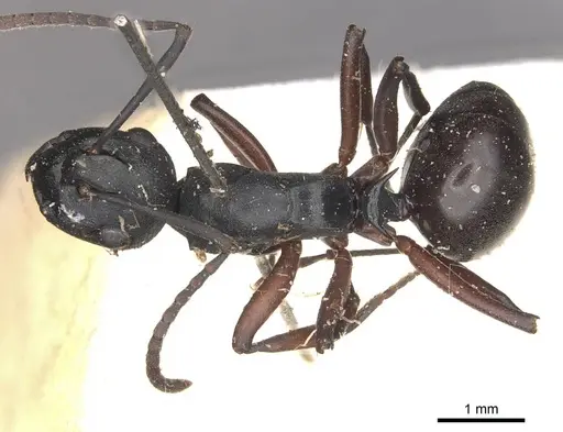Polyrhachis orpheus specimen CASENT0910893 image casent0910893_1