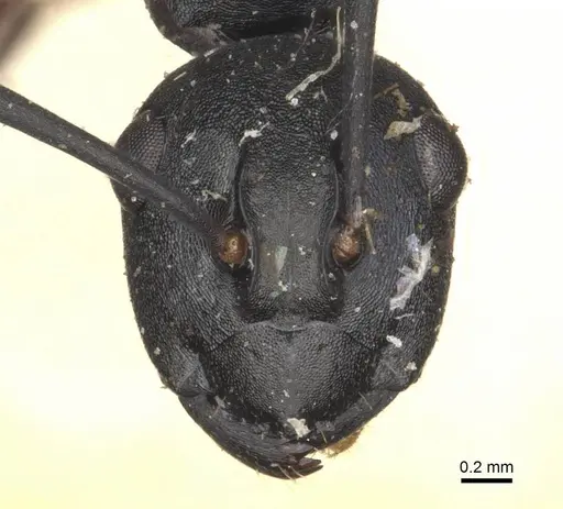 Polyrhachis orpheus specimen CASENT0910893 image casent0910893_2