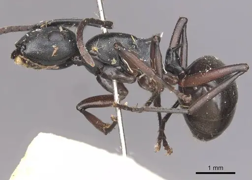 Polyrhachis orpheus specimen CASENT0910893 image casent0910893_3