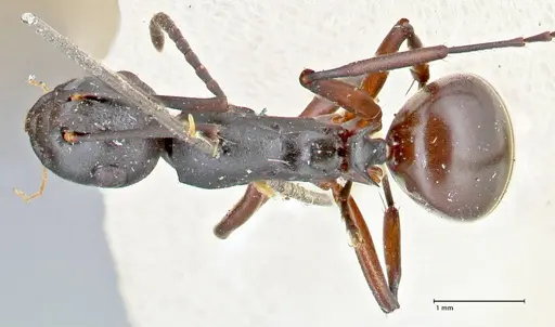 Polyrhachis orpheus specimen FOCOL2657 image focol2657_1