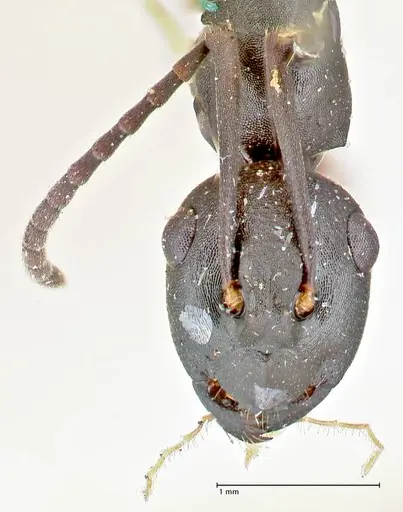 Polyrhachis orpheus specimen FOCOL2657 image focol2657_2