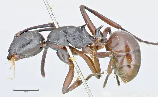 Polyrhachis orpheus specimen FOCOL2657 image focol2657_3
