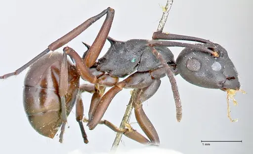 Polyrhachis orpheus specimen FOCOL2657 image focol2657_4