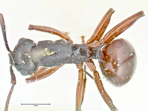 Polyrhachis orpheus specimen FOCOL2658 image focol2658_1