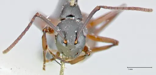 Polyrhachis orpheus specimen FOCOL2658 image focol2658_2