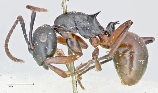 Polyrhachis orpheus specimen FOCOL2658 image focol2658_3