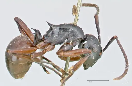Polyrhachis orpheus specimen FOCOL2658 image focol2658_4