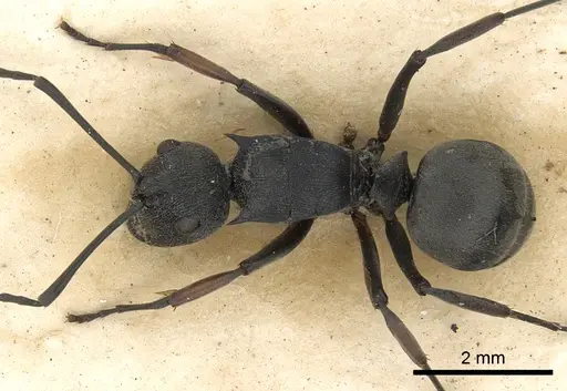 Polyrhachis orsylla specimen CASENT0901861 image casent0901861_1