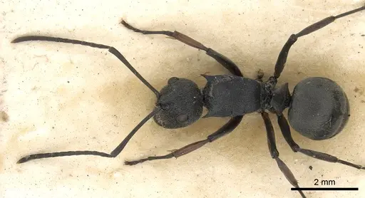 Polyrhachis orsylla specimen CASENT0901861 image casent0901861_2