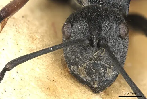Polyrhachis orsylla specimen CASENT0901861 image casent0901861_3
