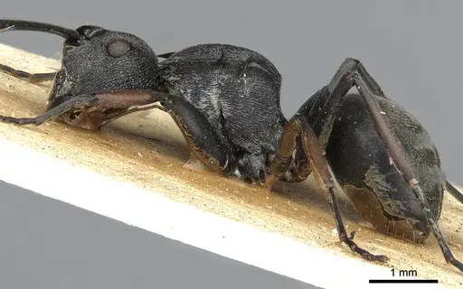 Polyrhachis orsylla specimen CASENT0901861 image casent0901861_4