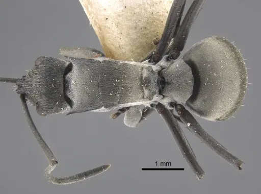 Polyrhachis orsylla specimen CASENT0917289 image casent0917289_1