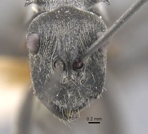Polyrhachis orsylla specimen CASENT0917289 image casent0917289_2