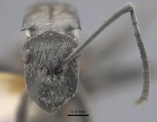 Polyrhachis orsylla specimen CASENT0917289 image casent0917289_3
